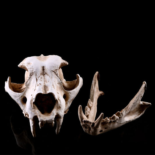 New Dog Skull Halloween Decor Resin Skeleton Sculpture Model Prop