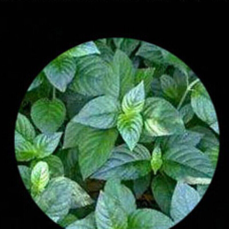 357g Glutinous Rice Aroma Cooked Pu'er Tea Pu-Erh Tea Cake Aged Yunnan Puer Tea