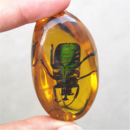 Beautiful Amber beetle Fossil Insects Manual Polishing .