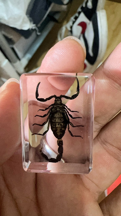 Black Scorpion Resin Insect Specimen 3.5x2.5x1.2cm Educational Toy