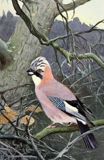 Oil painting Friedrich+Wilhelm+Kuhnert-Garrulus+Glandarius bird in landscape art