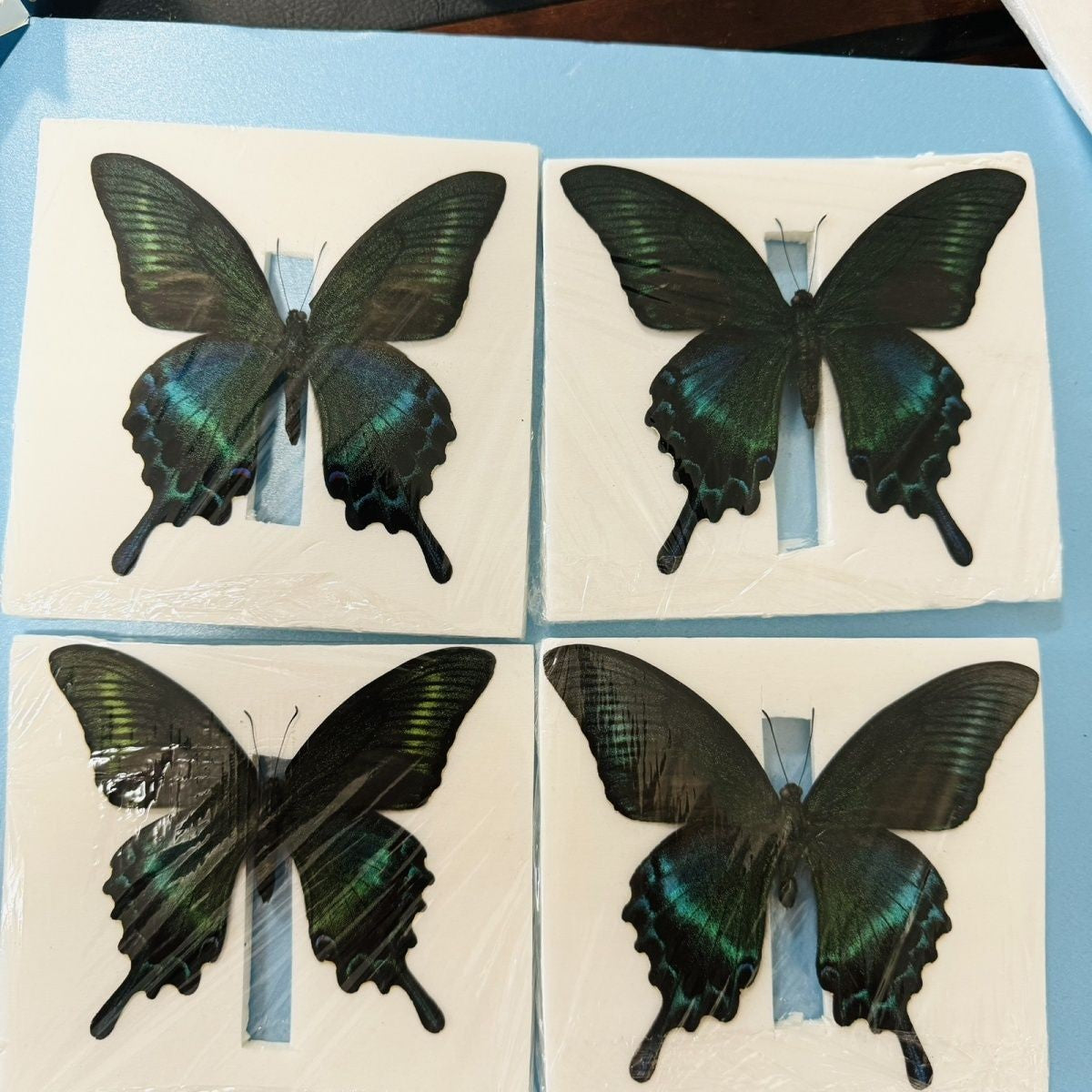 Green Banded Peacock Swallowtail Summer Form 10 Pack 9-11cm Wingspan