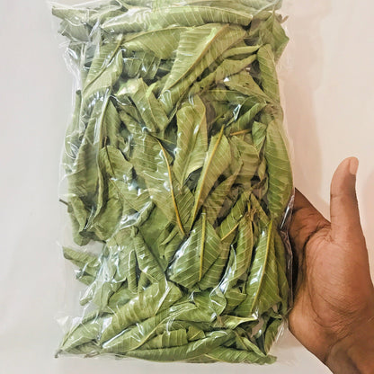 Premium Dried Guava Leaves Hojas De Guayaba 50g to 500g Herbal Tea