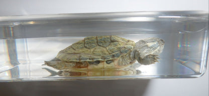 73x40x20 Mm Water Slider Turtle In Clear Paperweight Education Specimen