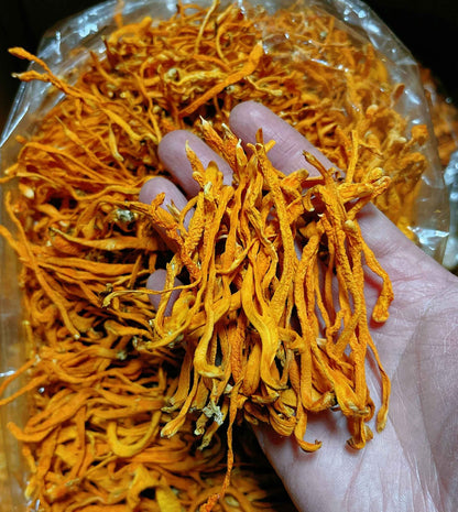 Premium High Quality Cordyceps Flowers 粗排特級蟲草花 Free Worldwide AIRMAIL