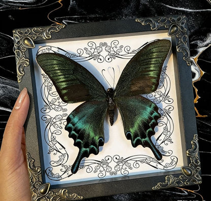 Real Butterfly Mounted Box Framed Insect Taxidermy Entomology Collection