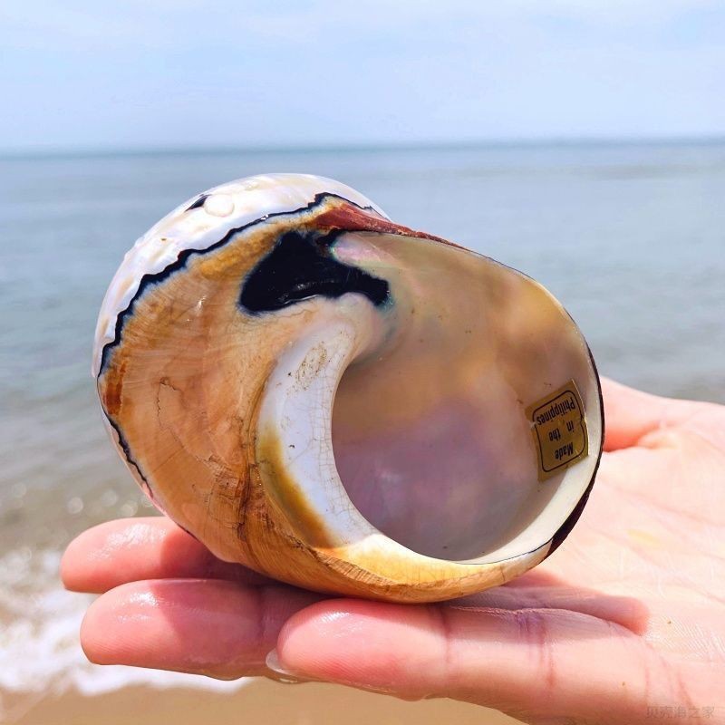 South African Turbo Shell 6‑7cm Natural Conch Aquarium Decor Craft Ornament