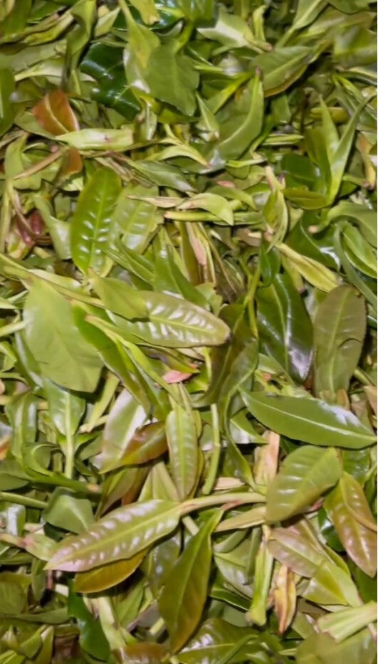 2024y YunNan Organic black Tea ancient tree Tea in 250g/box wild loosening tea