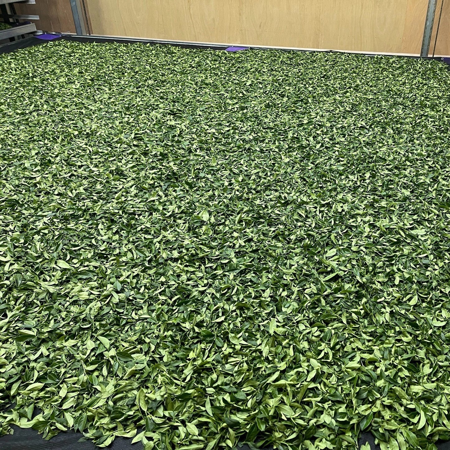 Taiwan unique tea,Alishan,Best quality High-mountain Oolong tea,150g*4