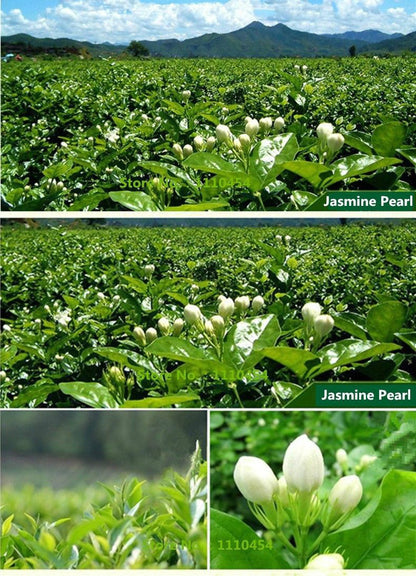 Jasmine Green Tea Early Spring Premium Fresh Fragrant Chinese Loose Leaf Tea 50g