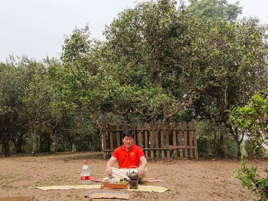 Chinese unique tea - Nie Qun Hao GABA Oolong Tea, 2023, 250g