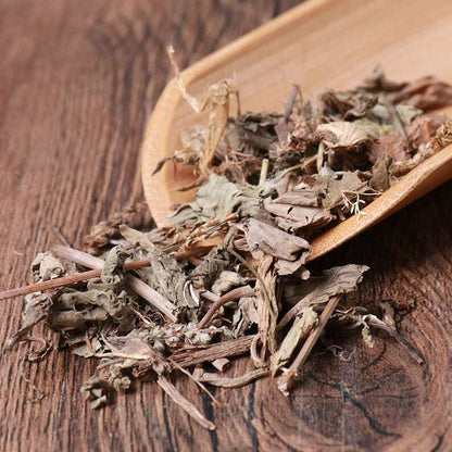Natural Herbal Plantaginis Pure Plantain Herb Plantago Asiatica Great Quality