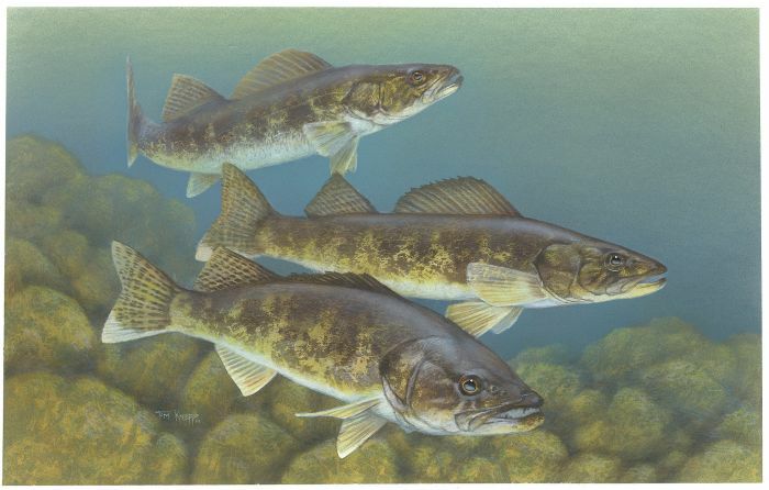 high quality oil painting 100% handpainted on canvas "Walleye "
