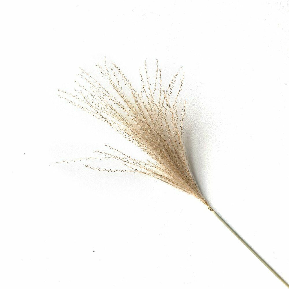 Real Pampas Grass Decor 8/10/20/50 Pcs/Lot Natural Dried Flowers Plants Bouquet
