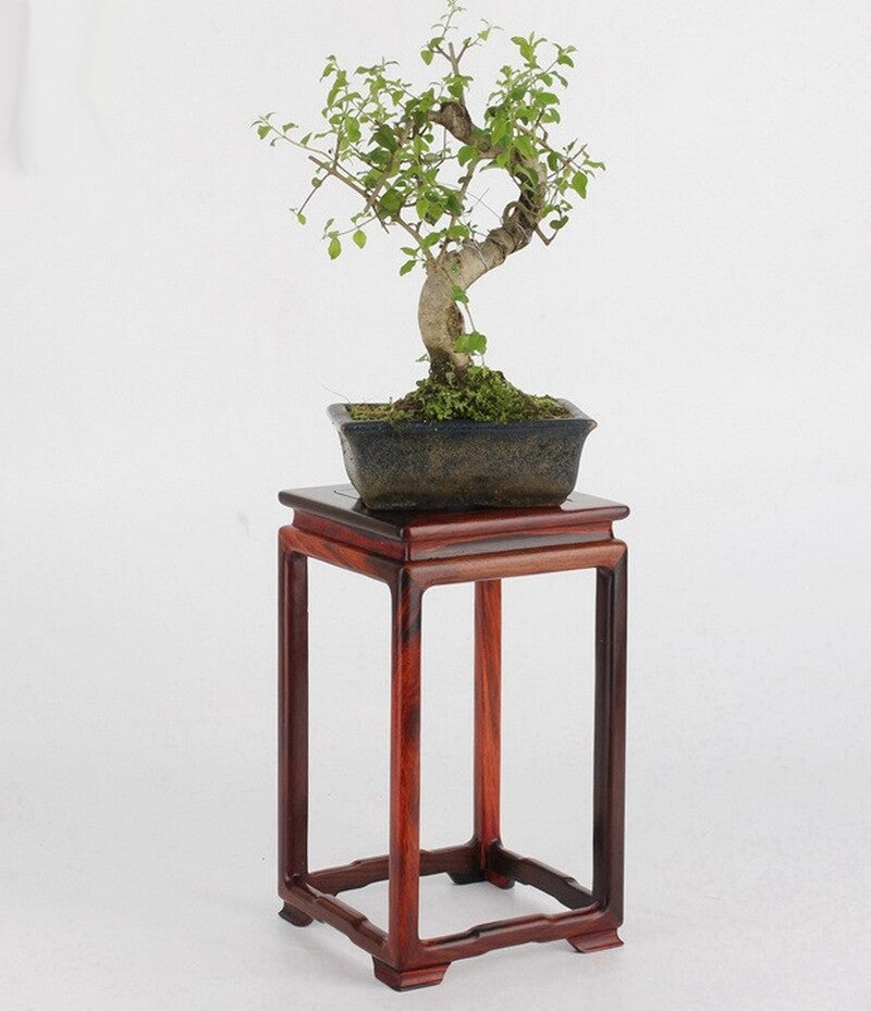 10" Rosewood Carved Pedestal Display Square Stand Rack Vase Bonsai Statue New