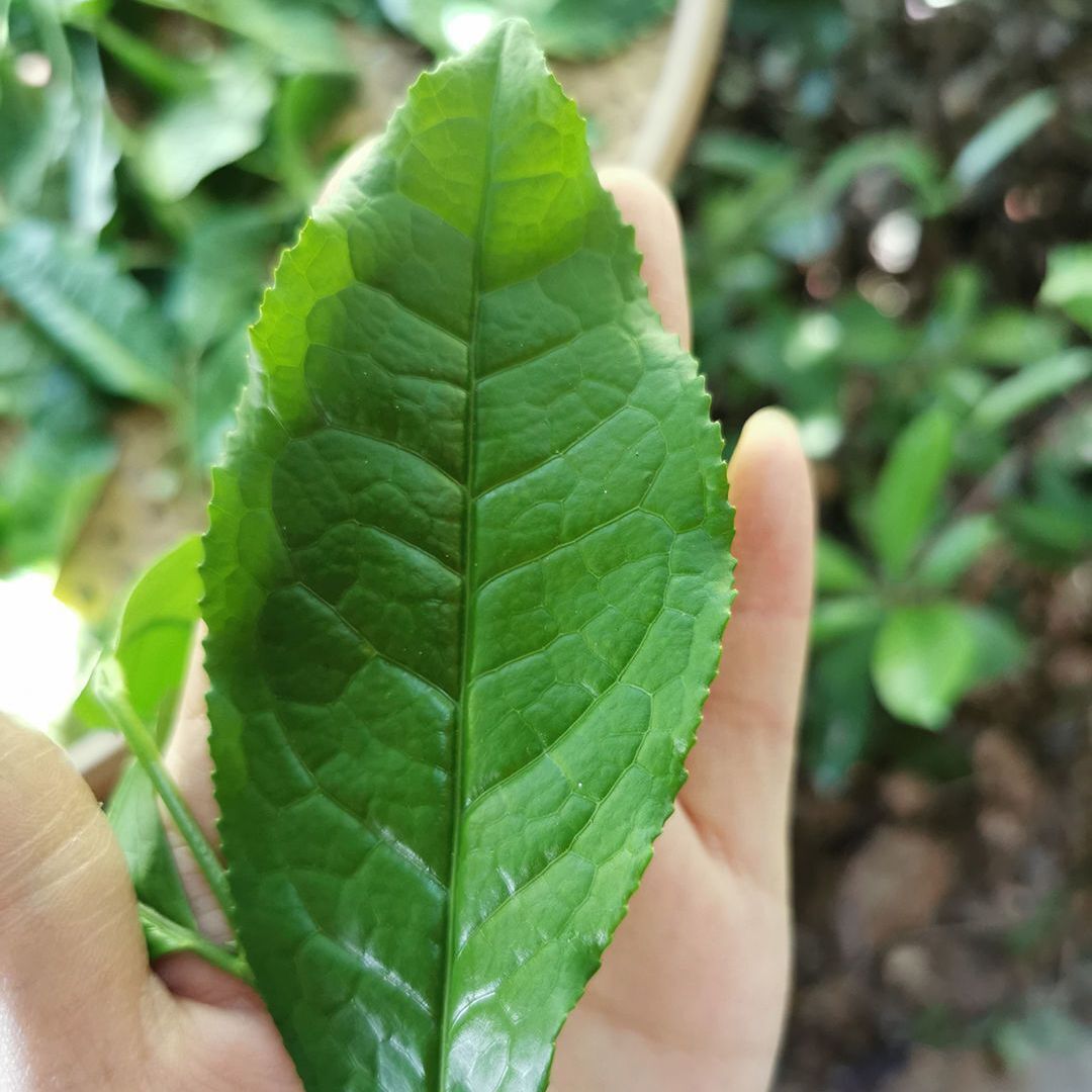 Fujian Tao Mi Xiang Black Tea Golden Peony Zheng Shan Xiao Seed Tea