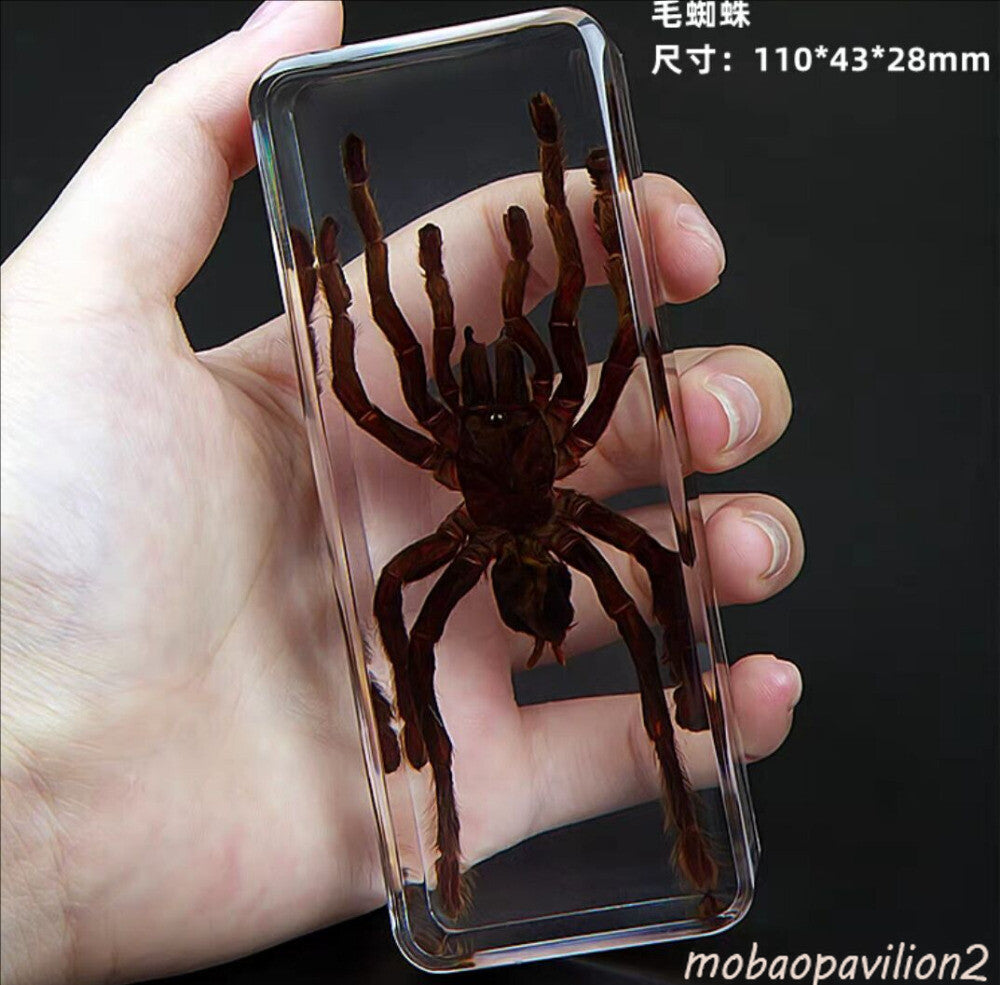 4.3" Giant Golden Earth Tiger Tarantula Spider Specimen Amber Clear Lucite Block