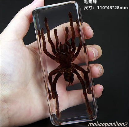 4.3" Giant Golden Earth Tiger Tarantula Spider Specimen Amber Clear Lucite Block
