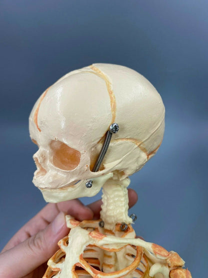 13.7" Baby Skeleton Model Fetal Model Human Body Teaching Newborn Baby Skull