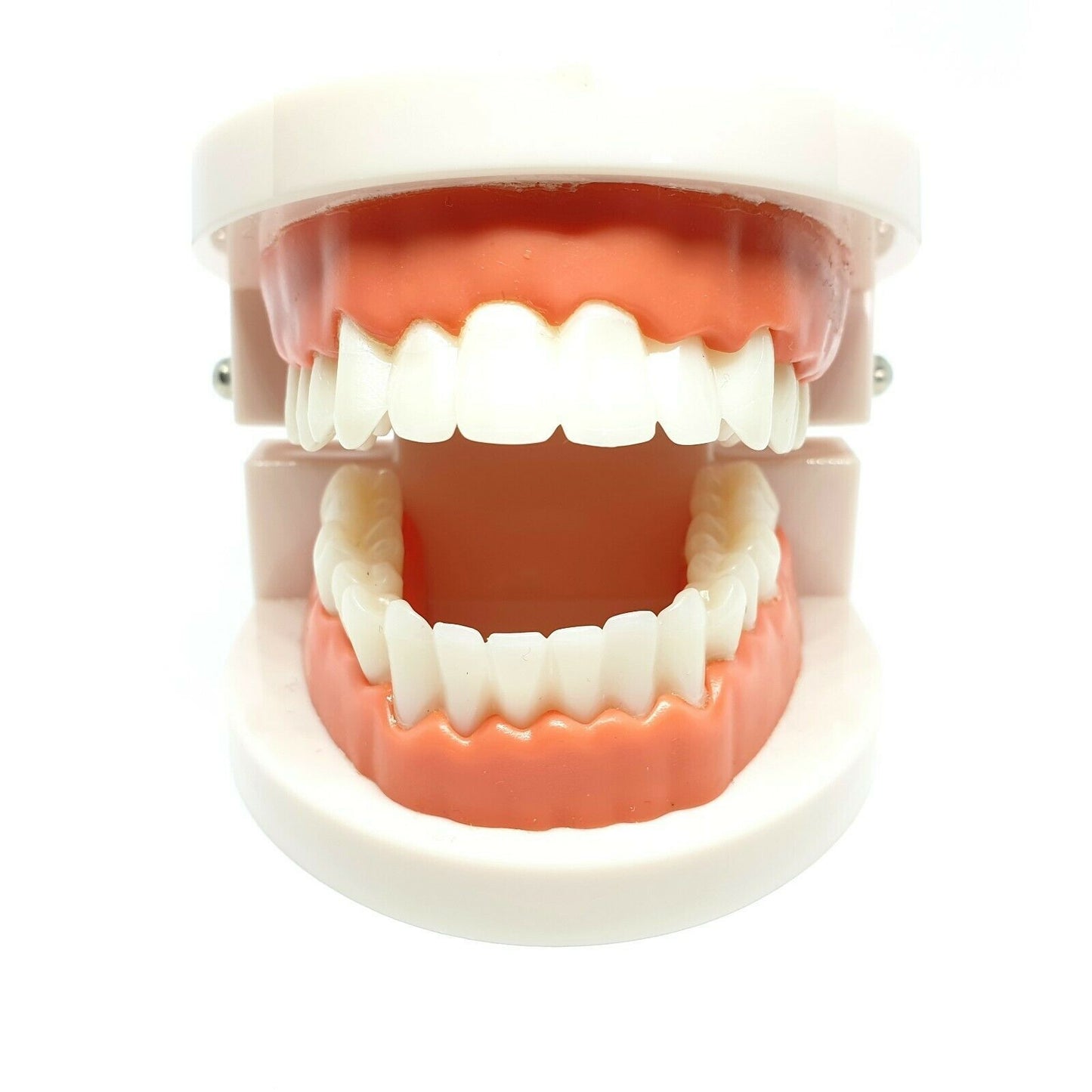 Adult Dental Standard Educational Supplies Typodont Demonstration Teeth Model