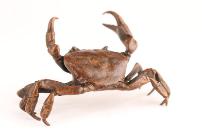 Chinese copper crab Statue figure table decoration fortune art tea pet gift