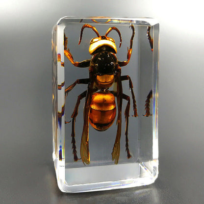 4pcs New Real in Resin Insects in Resin Spiders Specimen Collection