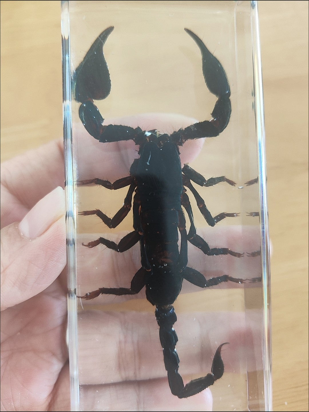 Real Rainforest Scorpion Resin Specimen 110x43mm Paperweight & Educational Decor