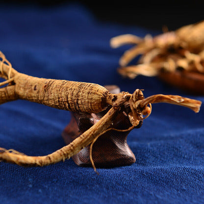 Dry-transplanted wild ginseng roots are relatively intact at the age of 10-15. Panax ginseng-