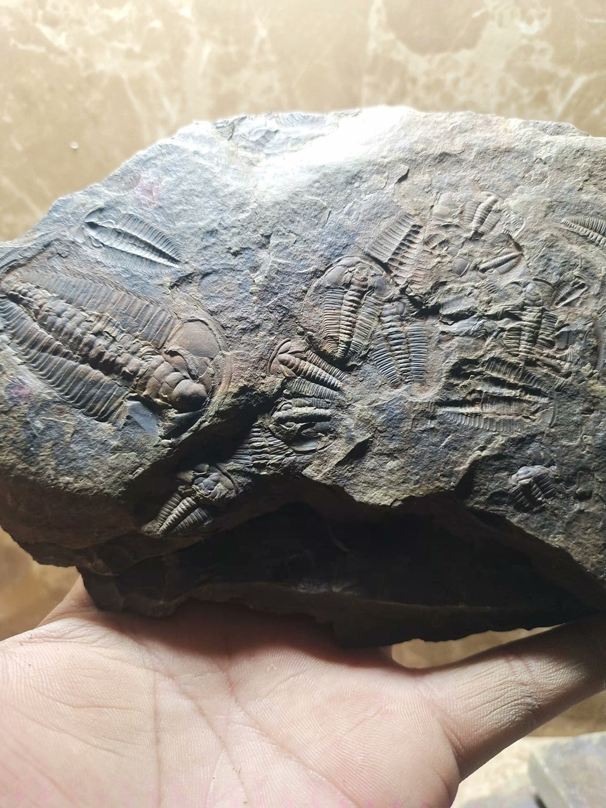 92201 From The Jurassic Daohugou Period Exquisite Insect Fossils Collection