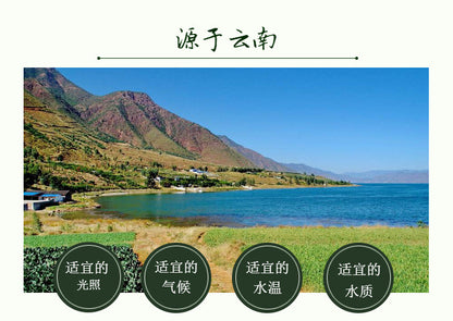 Yunnan Natural Spirulina Tea 1250 Pcs