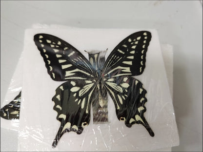 10pcs Citrus Swallowtail Butterfly Specimens 7-10cm Wingspan