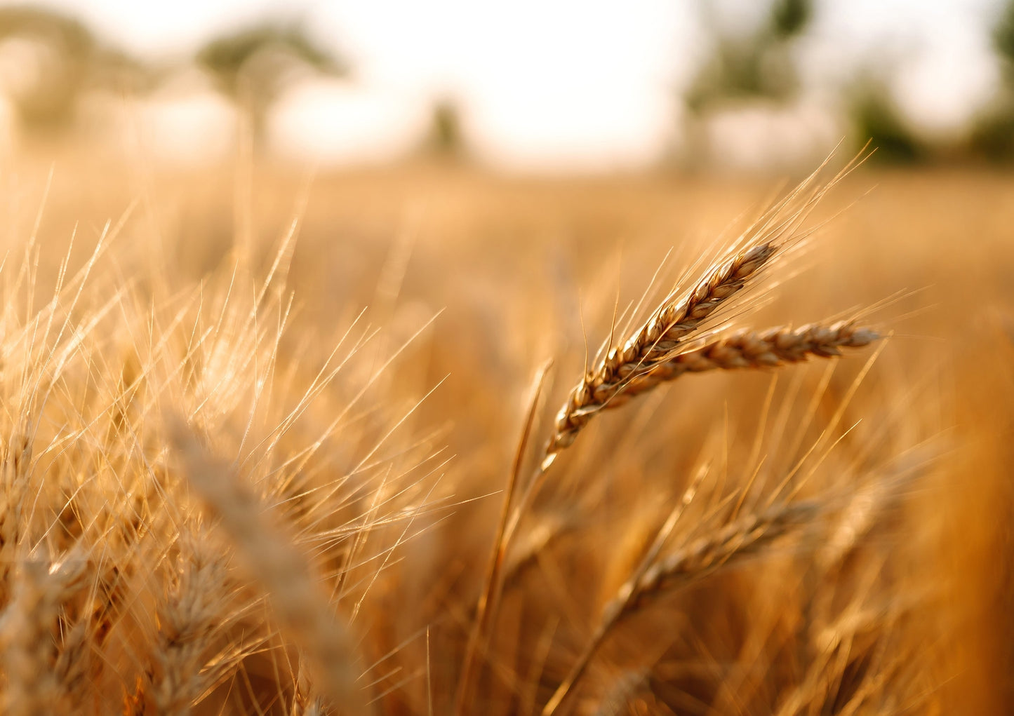 Organic Wheat Berries - （ Non-GMO, Sproutable,Kosher, Raw - by HELLOYOUNG）