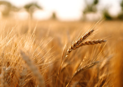 Organic Wheat Berries - （ Non-GMO, Sproutable,Kosher, Raw - by HELLOYOUNG）