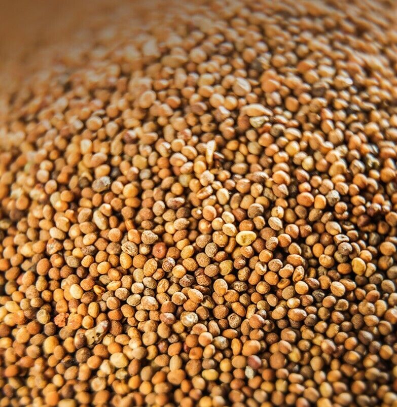 100% Natural Dried Herbs Perillae Fructus, Zi Su Zi Chinese herbal