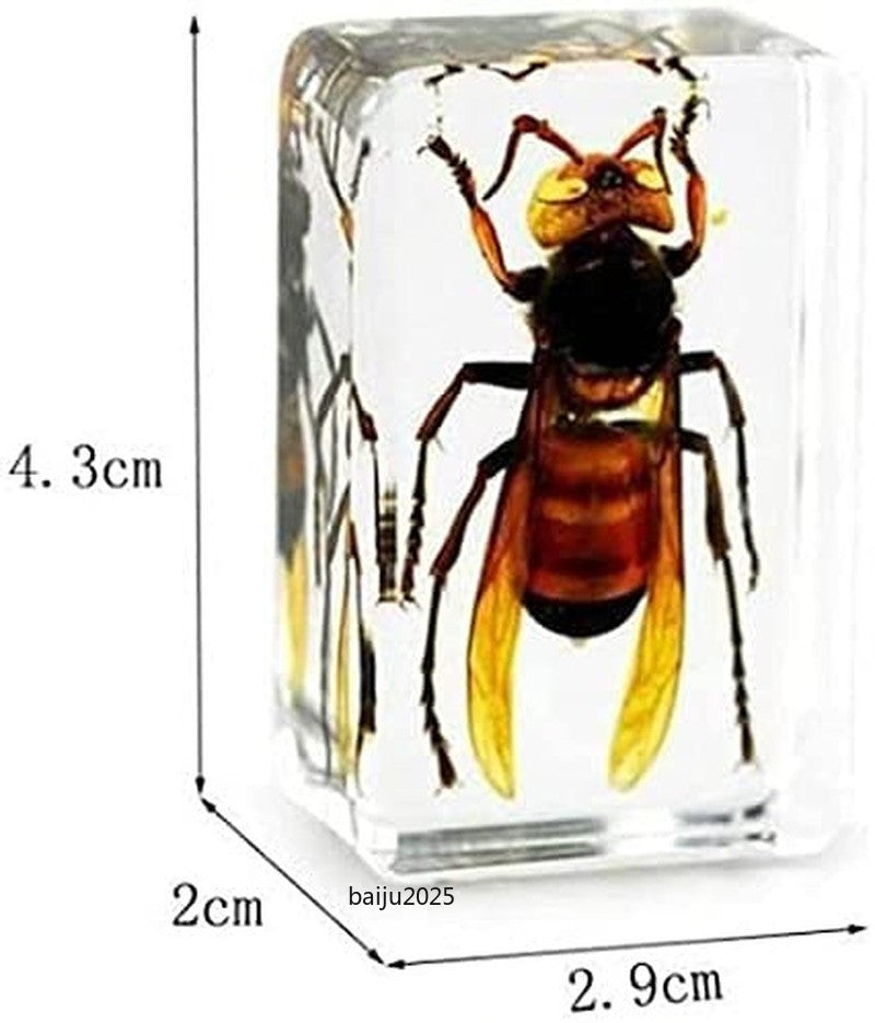 5pcs Real Asian Giant Hornet Resin Insect Specimens Paperweight Display 4.3cm