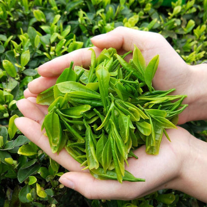 Organic Green Tea High Mountain Green Tea 250g Enshixicha Loose Leaf Tea