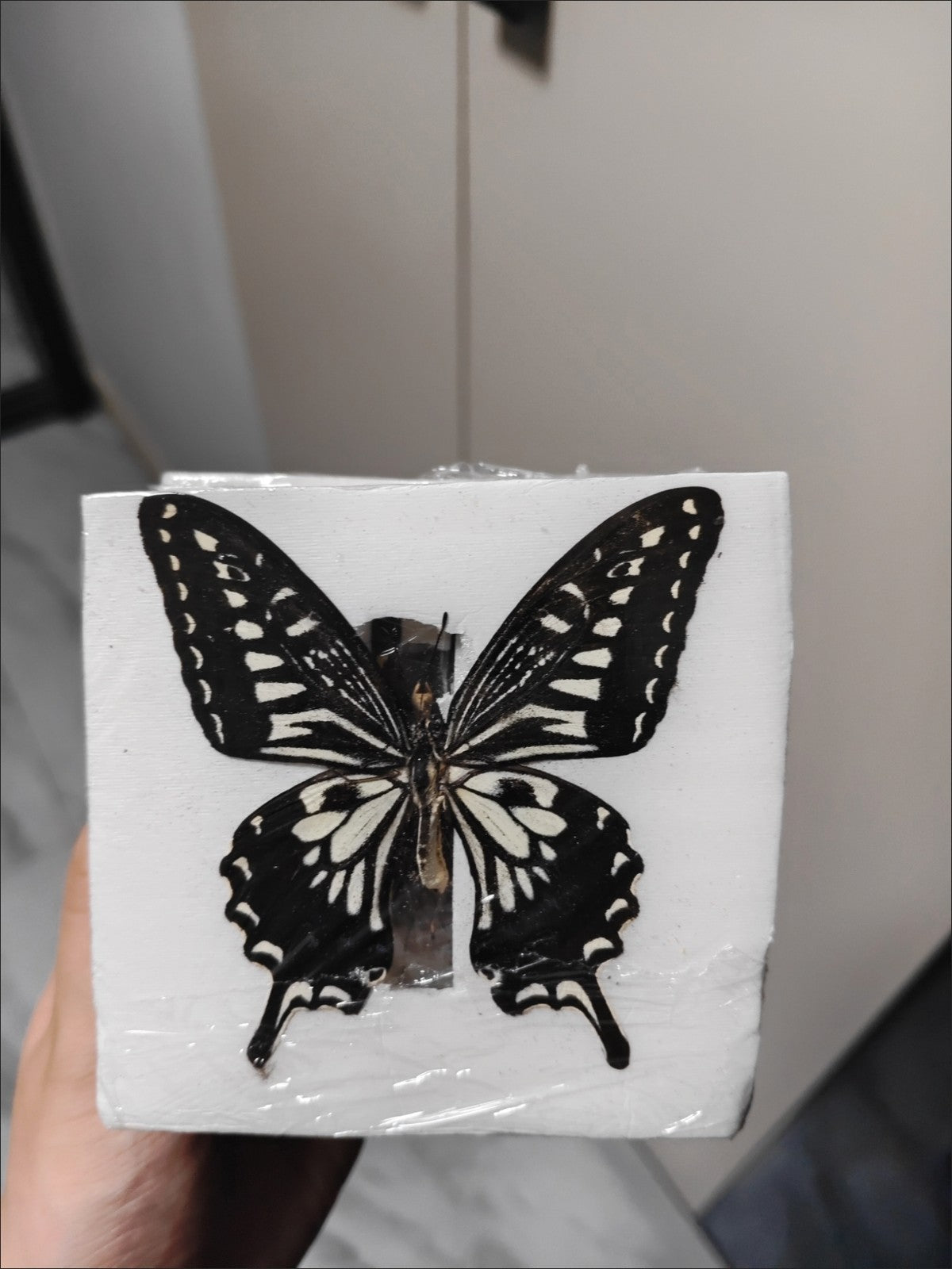 10pcs Citrus Swallowtail Butterfly Specimens 7-10cm Wingspan