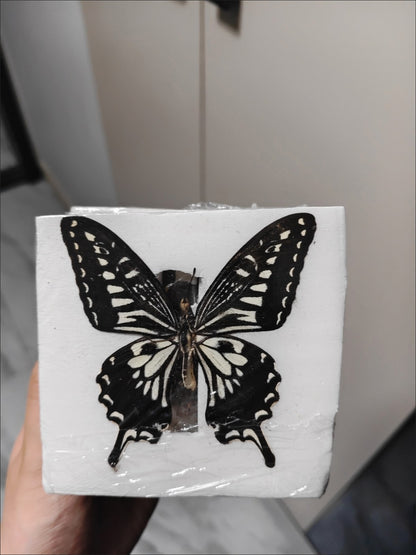 10pcs Citrus Swallowtail Butterfly Specimens 7-10cm Wingspan