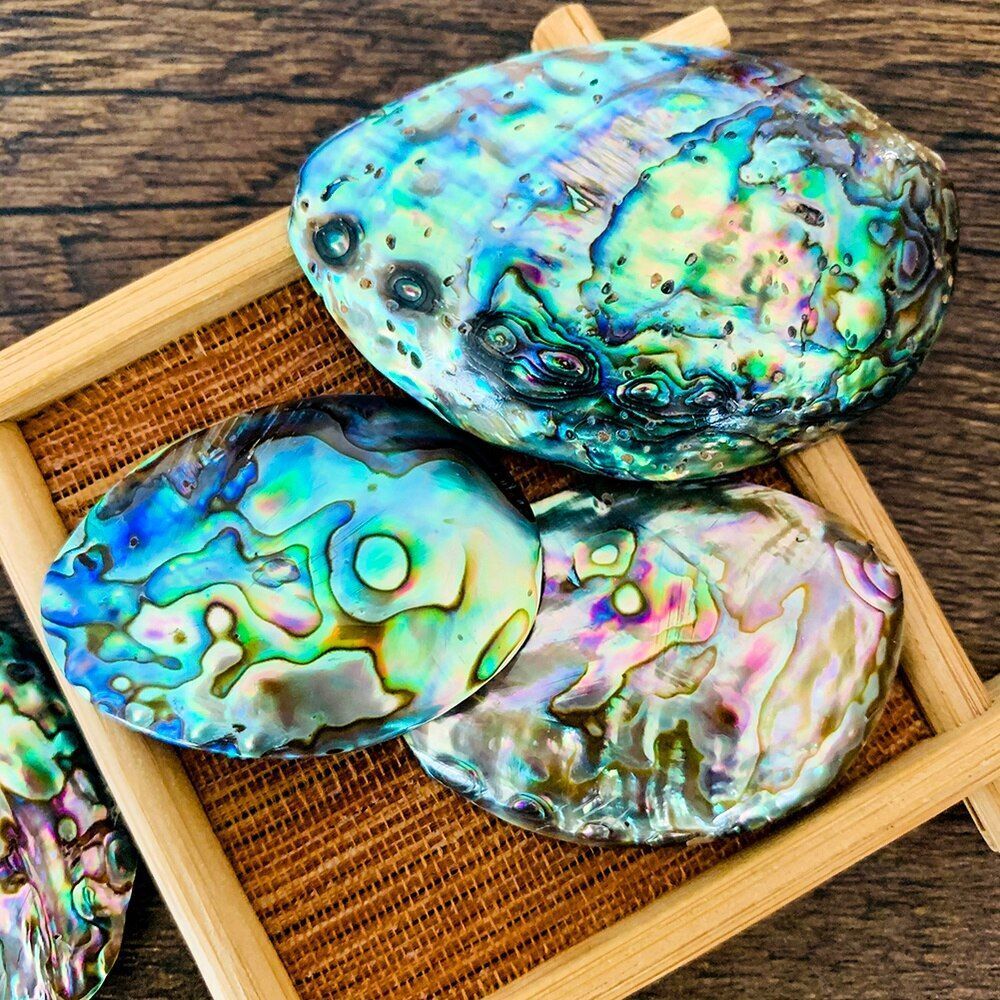Sea Shells Conch Natural Abalone Aquarium Landscape Home Decoration 35-45mm 2Pcs