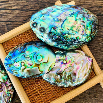 Sea Shells Conch Natural Abalone Aquarium Landscape Home Decoration 35-45mm 2Pcs