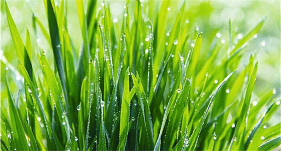 High Grade Natural Organic Japan Wheat Seedlings Grass Tea Extract Powder 100g