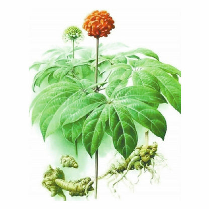 500g Yunnan Pure Natural Organic Radix Panax Notoginseng Sanqi Powder Herbal Tea