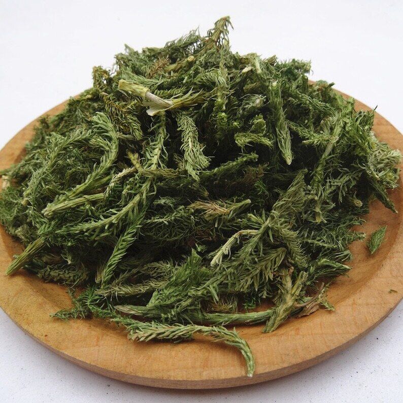 250 GR Shen Jin Cao Common Clubmoss Herb 伸筋草
