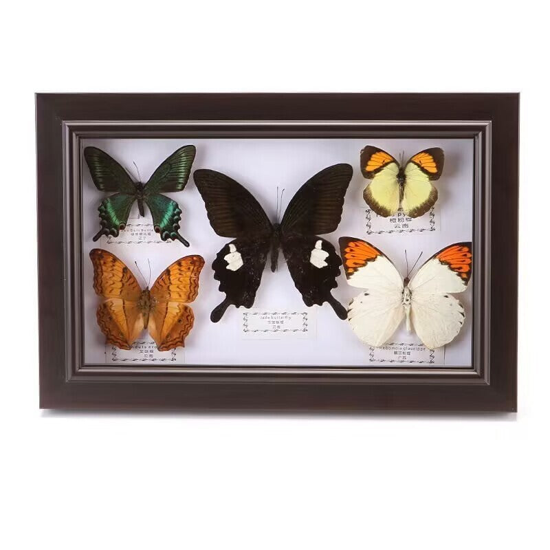 Pretty Butterfly Specimen PhotoFrame Artwork Home Decoration Teaching Collection
