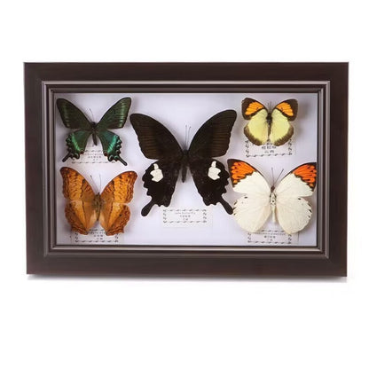 Pretty Butterfly Specimen PhotoFrame Artwork Home Decoration Teaching Collection