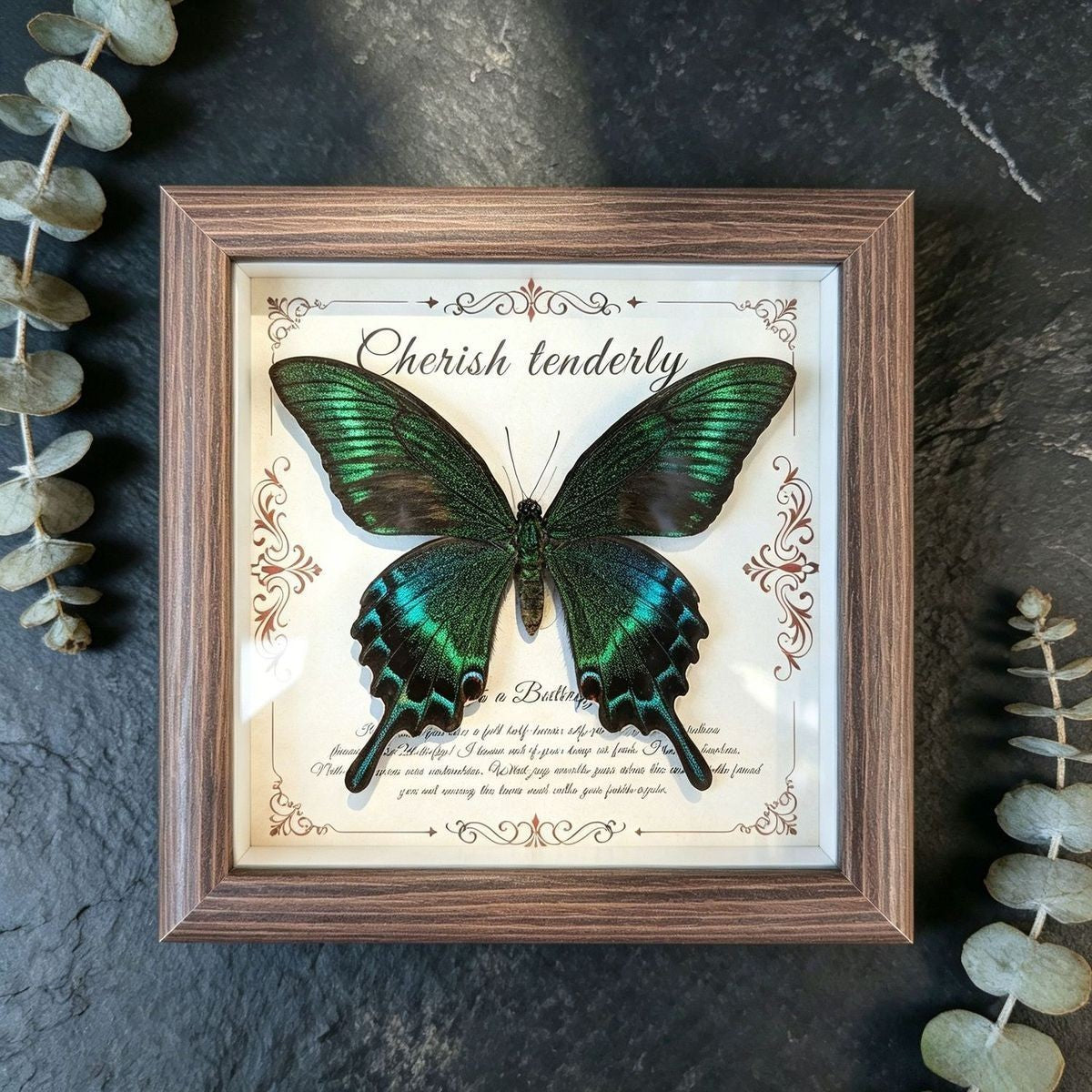 Real Green Swallowtail Butterfly Taxidermy Wooden Frame Vintage Home Gift