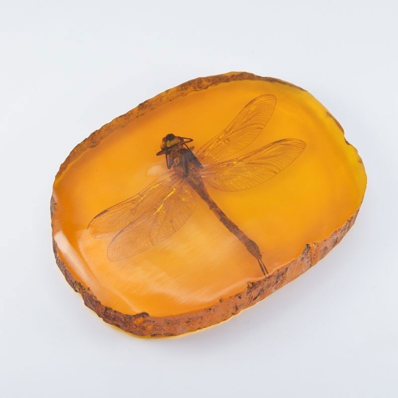 Natural Insect Specimen Dragonfly Insect Amber Resin Amber Raw Slice Pendant
