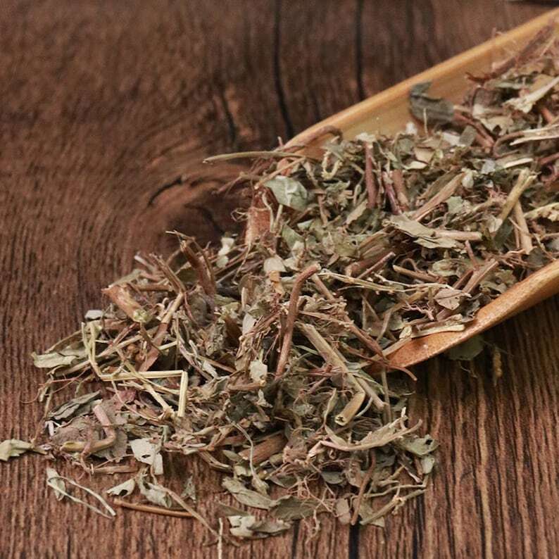 Organic Herbal Phyllanthi Urinariae Common Leafflower Herb Great Quality