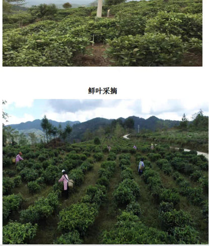 Yunnan Lincang Fengqing Xia Shan Mountain Green Tea Grade I 160g