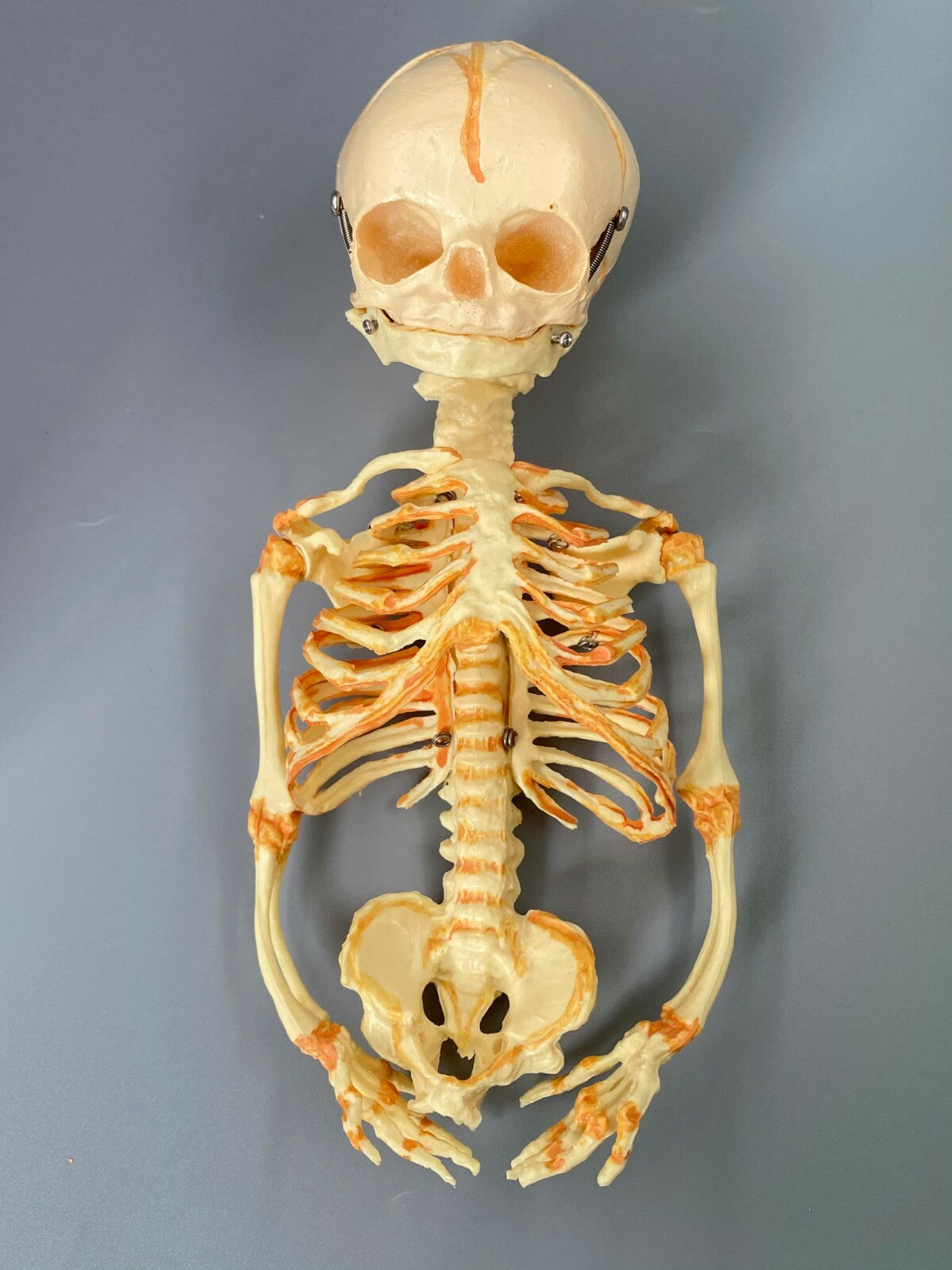 13.7" Baby Skeleton Model Fetal Model Human Body Teaching Newborn Baby Skull